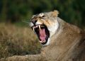 In Kenya, a lion attacks and murders a teenage girl.