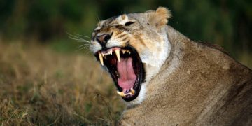 In Kenya, a lion attacks and murders a teenage girl.