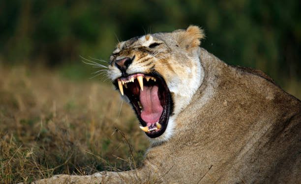 In Kenya, a lion attacks and murders a teenage girl.