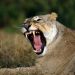 In Kenya, a lion attacks and murders a teenage girl.